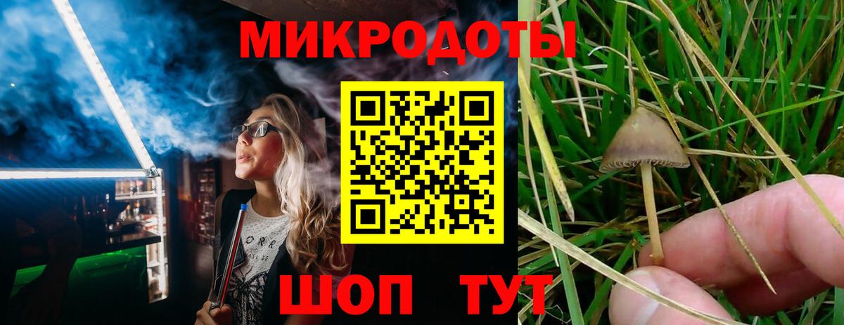 Тулун  Псилоцибиновые грибы ЛСД  Вход с VPN  Галлюциногенные грибы Cubensis 